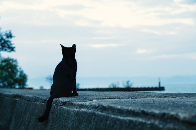 遠くを見つめ、変えられないものを受け入れる猫